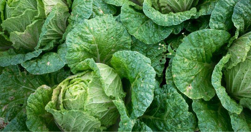 Pexels/Quang Nguyen Vinh